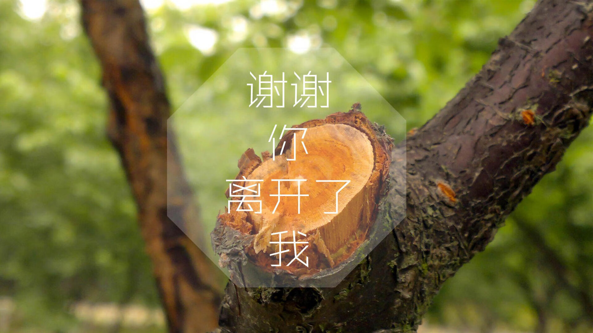 沸腾的现场：球迷热情高涨，助威声不断，沸腾的中文