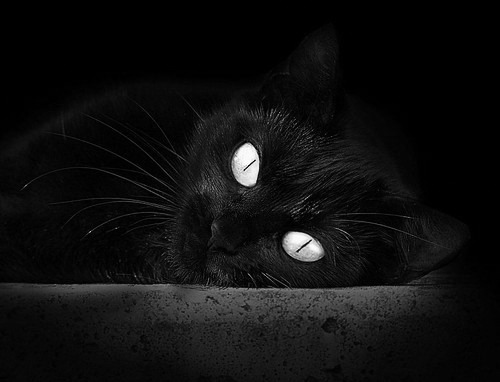 花样滑冰全国锦标赛完美收官，全国花样滑冰锦标赛2020