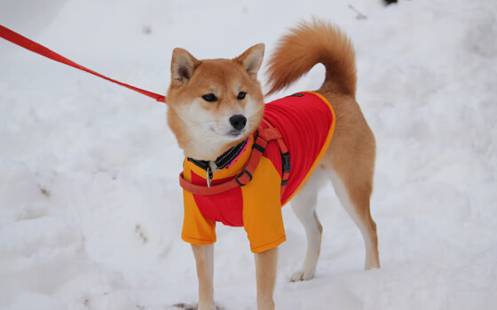 中立代表队B靠普里戈达稳住阵线