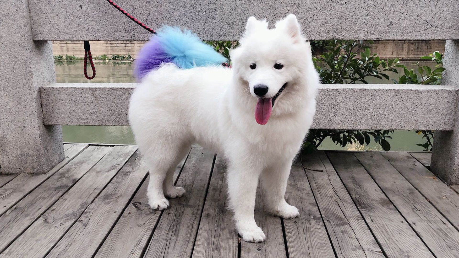 利比亚男篮在阿拉伯国家锦标赛中表现出色