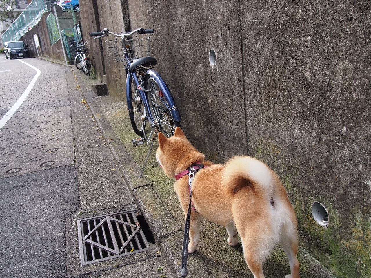 德甲精彩场面:攻防瞬间,激情无限!,德甲 打架