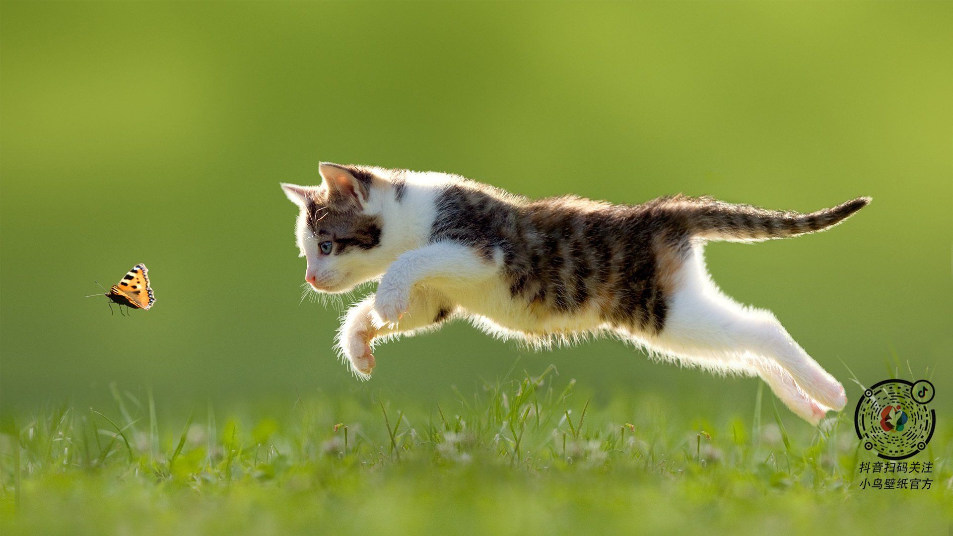 新加坡橄榄球项目持续吸引投资，未来可期，新加坡球类运动