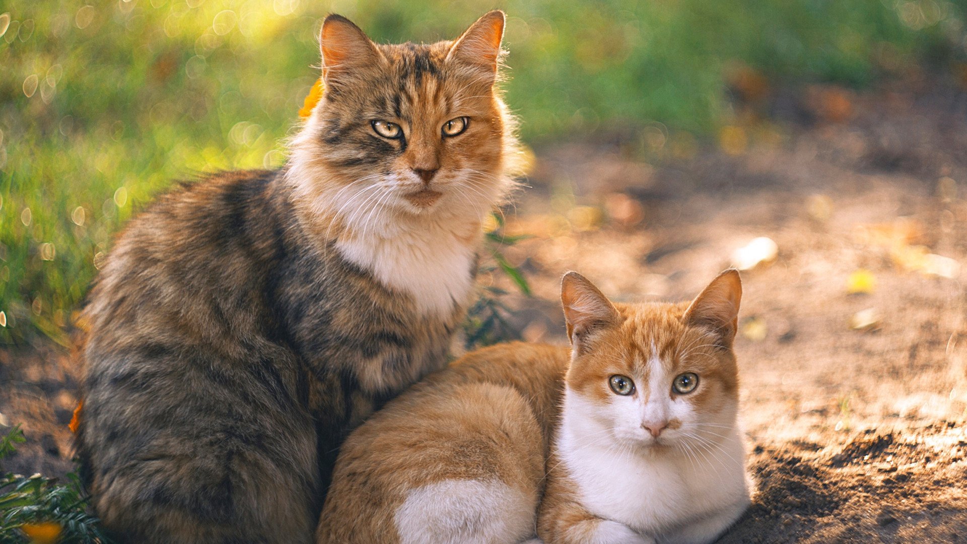 欧洲杯经典瞬间:战术变化引爆全场激情,欧洲杯战记