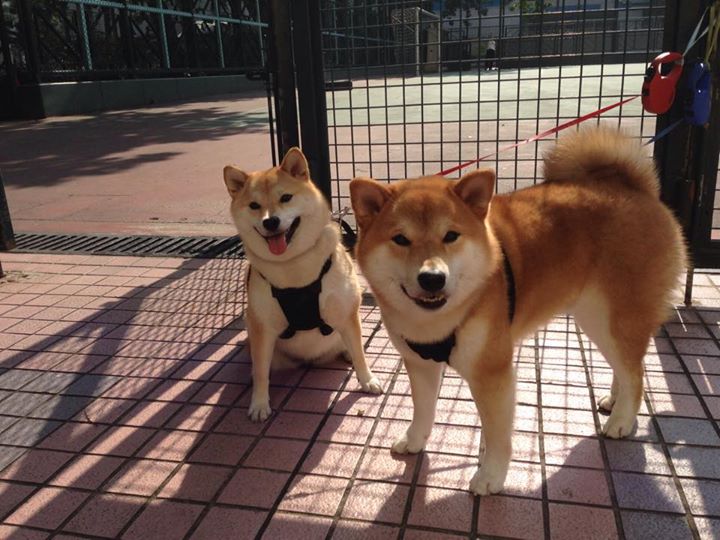 爱游戏体育（AYX）官方APP下载-澳大利亚袋鼠队的进攻组织流畅，球员间默契十足，澳大利亚袋鼠竞赛官网