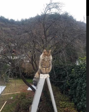 苏格兰橄榄球队为打破强队垄断,采取新的战略,苏格兰球队如何