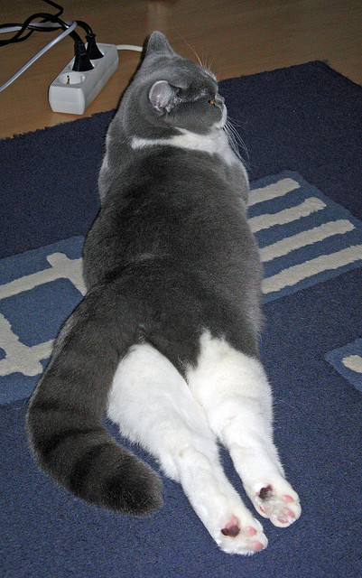 爱游戏 电竞-莱德基展现强大心理素质与体能，莱德基实力