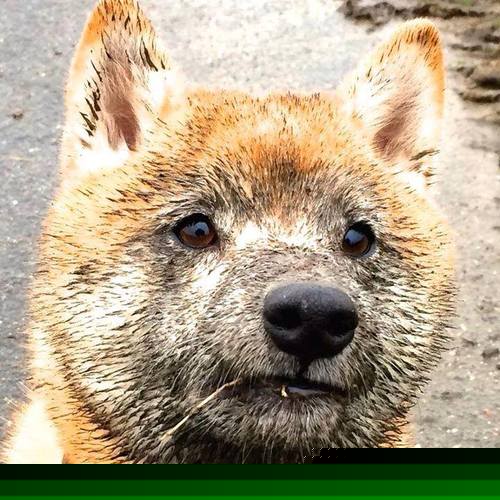 爱游戏-起跳反应时间缩短，优势明显，起跳过程受力分析