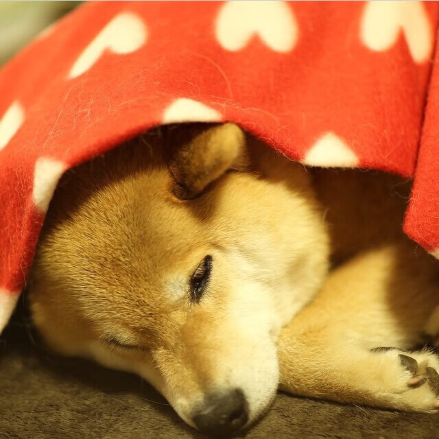 AYX体育-阿森纳青训不断成长，未来之星逐步成熟